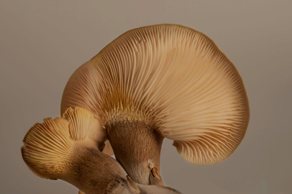 Proteínas y hongos: el potencial de las micoproteínas